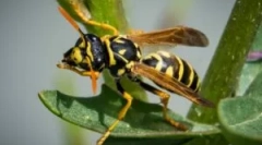 Beneficii și răniți de la os